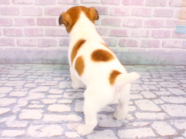 大阪府のジャックラッセルテリア (Coo&RIKU枚方店/2025年10月22日生まれ/男の子/タンホワイト)の子犬の4枚目の画像