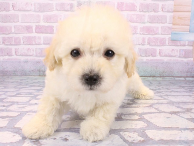 京都府のトイプードル(トイ) (Coo&RIKU京都河原町店/2025年10月23日生まれ/男の子/ホワイト)の子犬の1枚目の画像