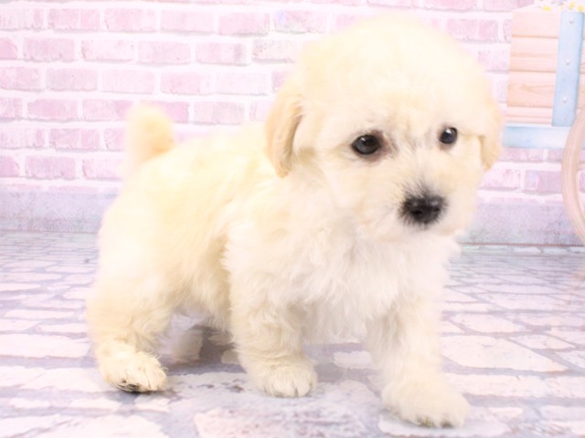 京都府のトイプードル(トイ) (Coo&RIKU京都河原町店/2025年10月23日生まれ/男の子/ホワイト)の子犬の2枚目の画像