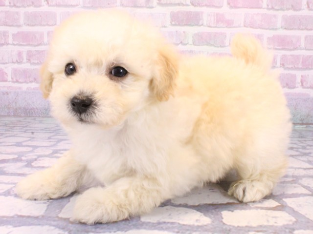 京都府のトイプードル(トイ) (Coo&RIKU京都河原町店/2025年10月23日生まれ/男の子/ホワイト)の子犬の3枚目の画像