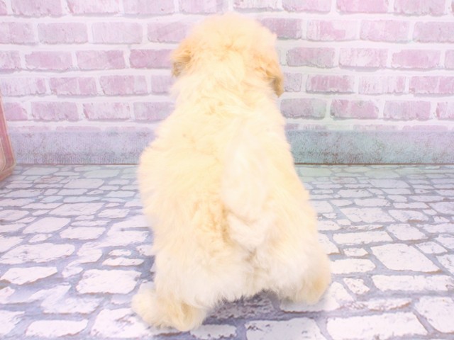 京都府のトイプードル(トイ) (Coo&RIKU京都河原町店/2025年10月23日生まれ/男の子/ホワイト)の子犬の4枚目の画像