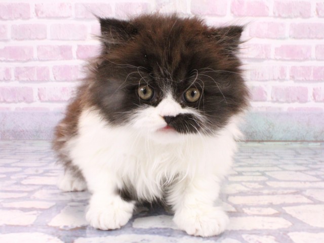 兵庫県のブリティッシュロングヘアー (Coo&RIKU神戸垂水店/2025年10月22日生まれ/男の子/ブラックホワイト)の子猫の1枚目の画像