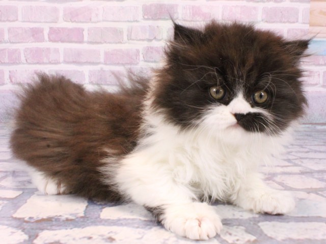 兵庫県のブリティッシュロングヘアー (Coo&RIKU神戸垂水店/2025年10月22日生まれ/男の子/ブラックホワイト)の子猫の2枚目の画像