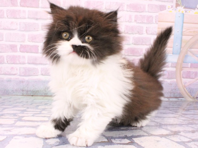 兵庫県のブリティッシュロングヘアー (Coo&RIKU神戸垂水店/2025年10月22日生まれ/男の子/ブラックホワイト)の子猫の3枚目の画像