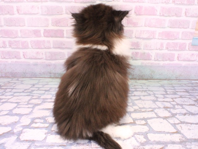 兵庫県のブリティッシュロングヘアー (Coo&RIKU神戸垂水店/2025年10月22日生まれ/男の子/ブラックホワイト)の子猫の4枚目の画像