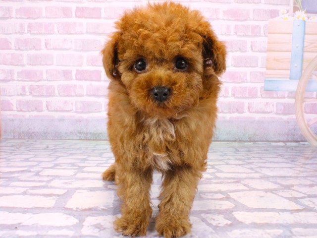 滋賀県のトイプードル(トイ) (Coo&RIKUアヤハディオ水口店/2025年10月20日生まれ/男の子/レッドフォーン)の子犬の1枚目の画像