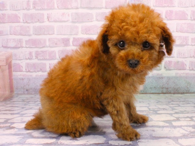 滋賀県のトイプードル(トイ) (Coo&RIKUアヤハディオ水口店/2025年10月20日生まれ/男の子/レッドフォーン)の子犬の2枚目の画像