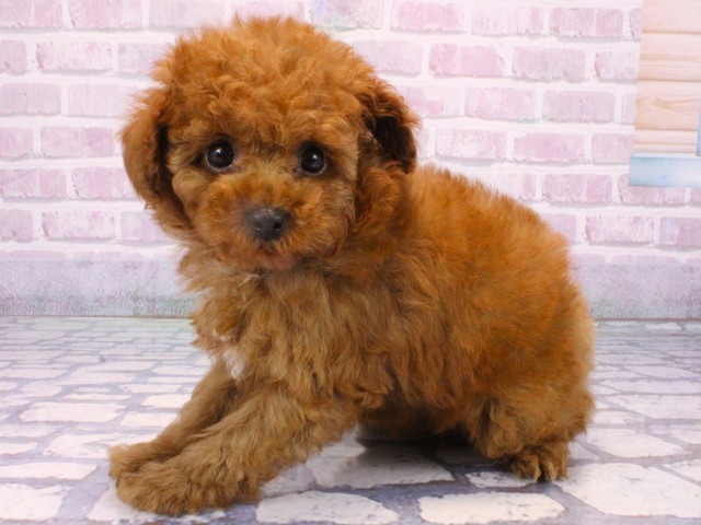 滋賀県のトイプードル(トイ) (Coo&RIKUアヤハディオ水口店/2025年10月20日生まれ/男の子/レッドフォーン)の子犬の3枚目の画像