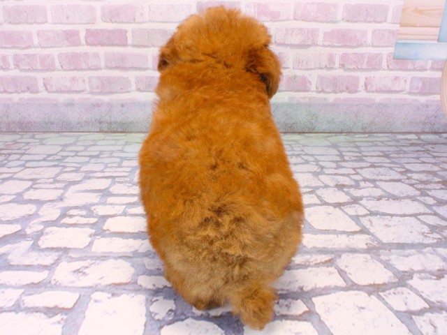 滋賀県のトイプードル(トイ) (Coo&RIKUアヤハディオ水口店/2025年10月20日生まれ/男の子/レッドフォーン)の子犬の4枚目の画像