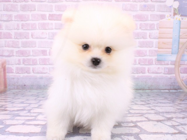 滋賀県のポメラニアン (Coo&RIKU長浜店/2025年10月23日生まれ/男の子/クリーム)の子犬