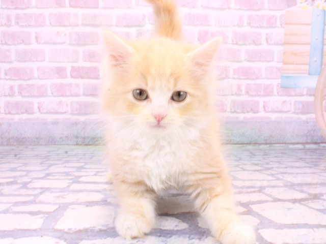 大阪府のサイベリアン (Coo&RIKU高槻店/2025年10月13日生まれ/男の子/クリームタビーホワイト)の子猫の1枚目の画像