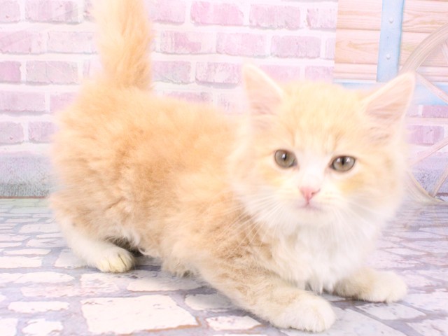 大阪府のサイベリアン (Coo&RIKU高槻店/2025年10月13日生まれ/男の子/クリームタビーホワイト)の子猫の2枚目の画像