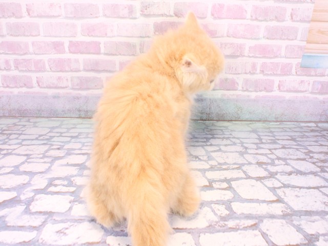 大阪府のサイベリアン (Coo&RIKU高槻店/2025年10月13日生まれ/男の子/クリームタビーホワイト)の子猫の4枚目の画像