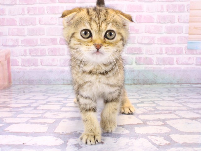 京都府のスコティッシュフォールド (Coo&RIKU京都河原町店/2025年10月12日生まれ/女の子/ブラウンパッチドタビー)の子猫の1枚目の画像