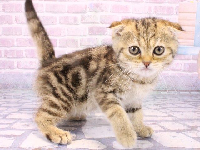 京都府のスコティッシュフォールド (Coo&RIKU京都河原町店/2025年10月12日生まれ/女の子/ブラウンパッチドタビー)の子猫の2枚目の画像