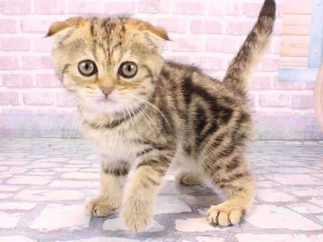 京都府のスコティッシュフォールド (Coo&RIKU京都河原町店/2025年10月12日生まれ/女の子/ブラウンパッチドタビー)の子猫の3枚目の画像