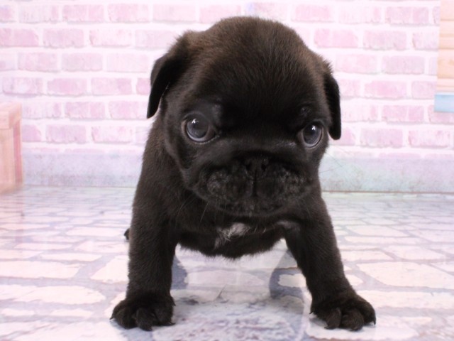 大阪府のパグ (Coo&RIKU梅田店/2025年10月21日生まれ/男の子/ブラック)の子犬の1枚目の画像