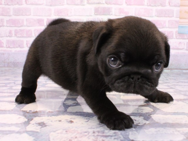 大阪府のパグ (Coo&RIKU梅田店/2025年10月21日生まれ/男の子/ブラック)の子犬の2枚目の画像