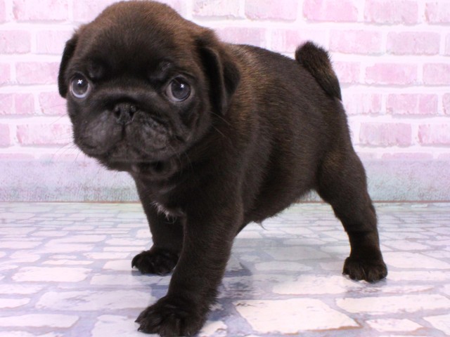 大阪府のパグ (Coo&RIKU梅田店/2025年10月21日生まれ/男の子/ブラック)の子犬の3枚目の画像