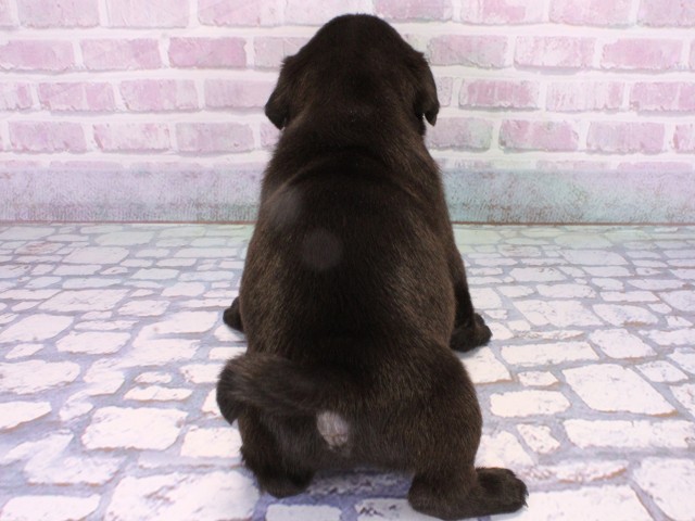 大阪府のパグ (Coo&RIKU梅田店/2025年10月21日生まれ/男の子/ブラック)の子犬の4枚目の画像