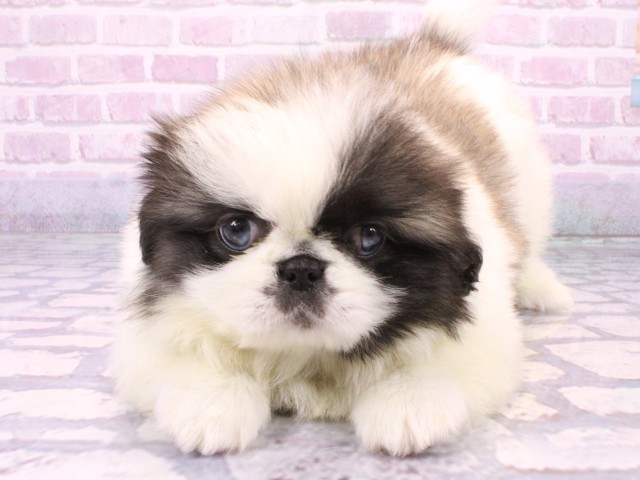 大阪府のペキニーズ (Coo&RIKU天王寺店/2025年10月23日生まれ/男の子/パーティーカラー)の子犬の1枚目の画像