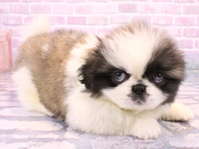 大阪府のペキニーズ (Coo&RIKU天王寺店/2025年10月23日生まれ/男の子/パーティーカラー)の子犬の2枚目の画像