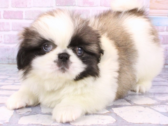 大阪府のペキニーズ (Coo&RIKU天王寺店/2025年10月23日生まれ/男の子/パーティーカラー)の子犬の3枚目の画像