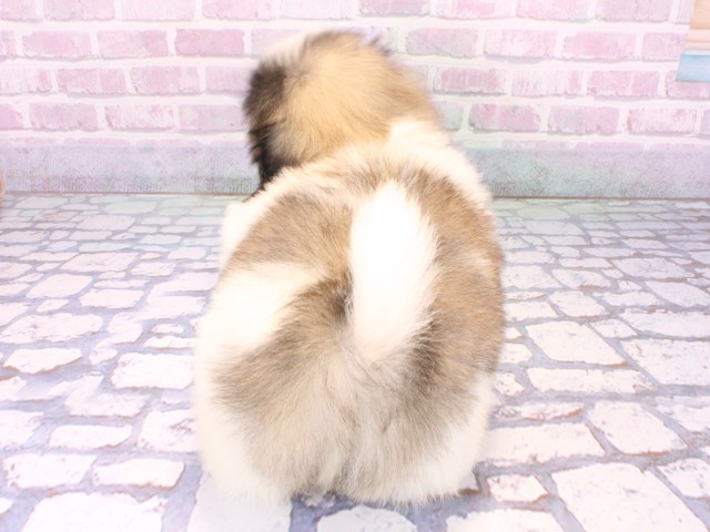 大阪府のペキニーズ (Coo&RIKU天王寺店/2025年10月23日生まれ/男の子/パーティーカラー)の子犬の4枚目の画像