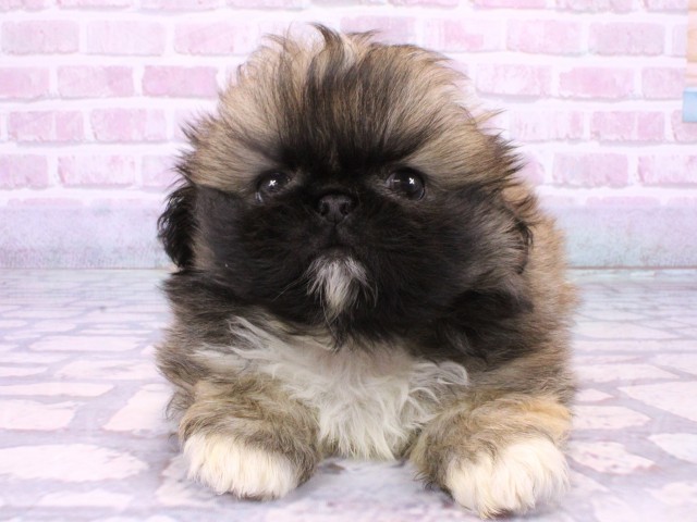 大阪府のペキニーズ (Coo&RIKU心斎橋店/2025年10月23日生まれ/男の子/フォーン)の子犬の1枚目の画像