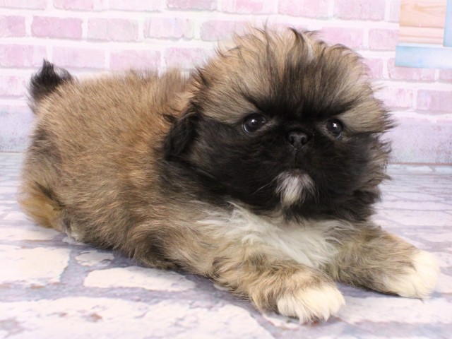 大阪府のペキニーズ (Coo&RIKU心斎橋店/2025年10月23日生まれ/男の子/フォーン)の子犬の2枚目の画像