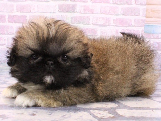 大阪府のペキニーズ (Coo&RIKU心斎橋店/2025年10月23日生まれ/男の子/フォーン)の子犬の3枚目の画像