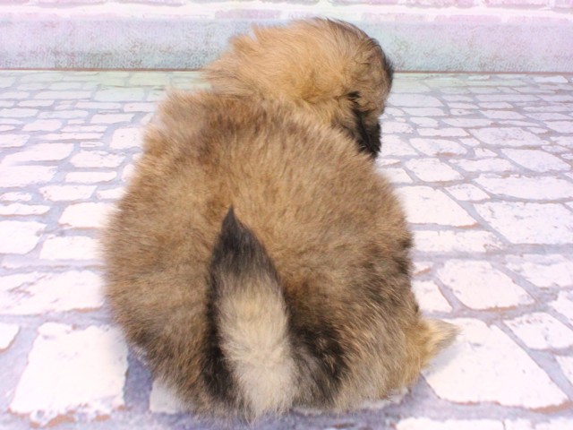 大阪府のペキニーズ (Coo&RIKU心斎橋店/2025年10月23日生まれ/男の子/フォーン)の子犬の4枚目の画像