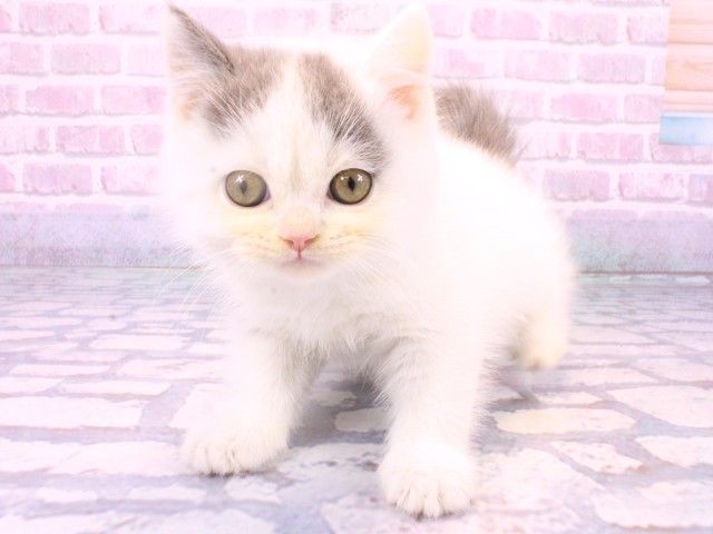 大阪府のブリティッシュショートヘアー (Coo&RIKU枚方店/2025年10月11日生まれ/男の子/ブルーホワイト)の子猫の1枚目の画像