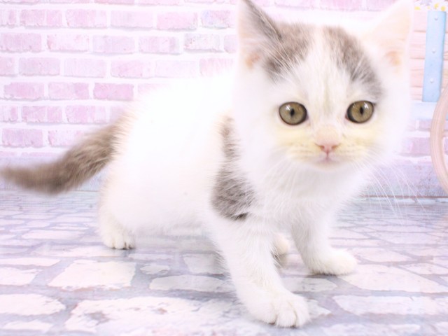 大阪府のブリティッシュショートヘアー (Coo&RIKU枚方店/2025年10月11日生まれ/男の子/ブルーホワイト)の子猫の2枚目の画像