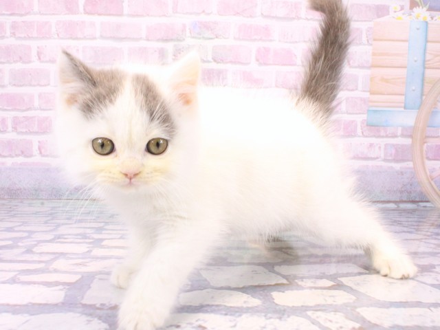 大阪府のブリティッシュショートヘアー (Coo&RIKU枚方店/2025年10月11日生まれ/男の子/ブルーホワイト)の子猫の3枚目の画像