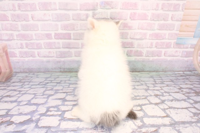 大阪府のブリティッシュショートヘアー (Coo&RIKU枚方店/2025年10月11日生まれ/男の子/ブルーホワイト)の子猫の4枚目の画像