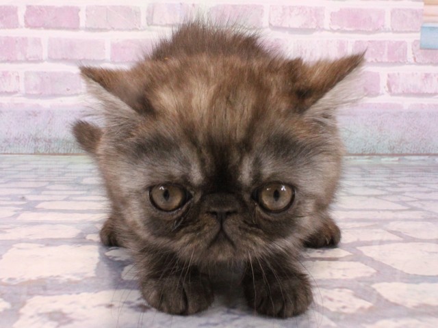 兵庫県のエキゾチック (Coo&RIKU神戸三宮店/2025年10月21日生まれ/女の子/ブラックスモーク)の子猫の1枚目の画像