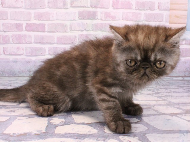 兵庫県のエキゾチック (Coo&RIKU神戸三宮店/2025年10月21日生まれ/女の子/ブラックスモーク)の子猫の2枚目の画像