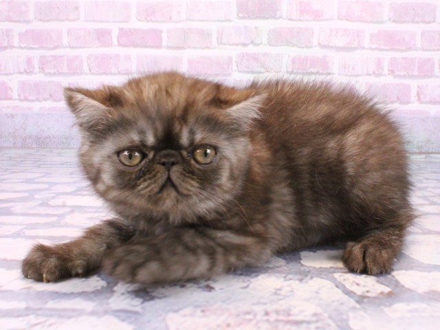 兵庫県のエキゾチック (Coo&RIKU神戸三宮店/2025年10月21日生まれ/女の子/ブラックスモーク)の子猫の3枚目の画像