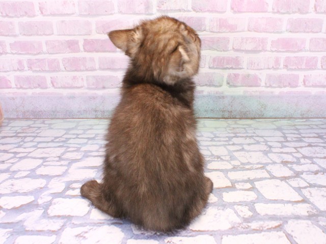 兵庫県のエキゾチック (Coo&RIKU神戸三宮店/2025年10月21日生まれ/女の子/ブラックスモーク)の子猫の4枚目の画像