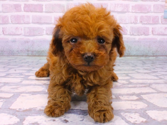 兵庫県のトイプードル(トイ) (Coo&RIKU神戸垂水店/2025年10月14日生まれ/女の子/オレンジフォーン)の子犬の1枚目の画像