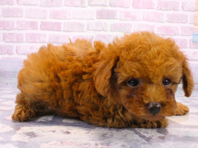 兵庫県のトイプードル(トイ) (Coo&RIKU神戸垂水店/2025年10月14日生まれ/女の子/オレンジフォーン)の子犬の2枚目の画像