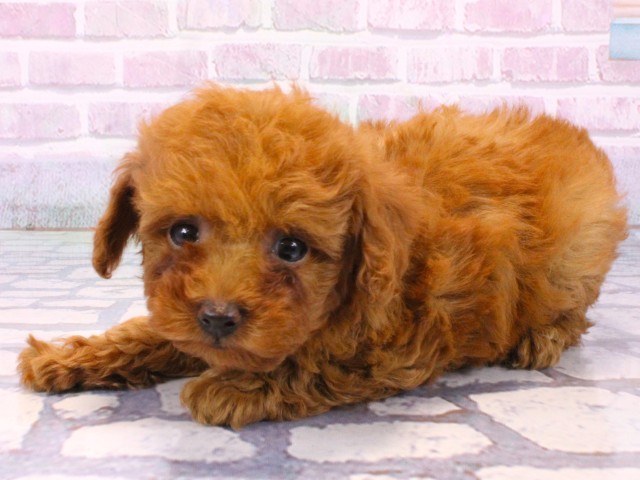 兵庫県のトイプードル(トイ) (Coo&RIKU神戸垂水店/2025年10月14日生まれ/女の子/オレンジフォーン)の子犬の3枚目の画像