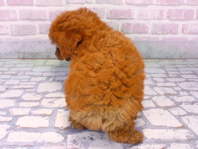 兵庫県のトイプードル(トイ) (Coo&RIKU神戸垂水店/2025年10月14日生まれ/女の子/オレンジフォーン)の子犬の4枚目の画像