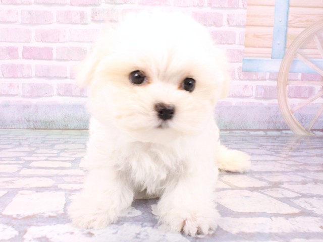 京都府のマルチーズ (Coo&RIKU舞鶴店/2025年10月18日生まれ/男の子/ホワイト)の子犬の1枚目の画像