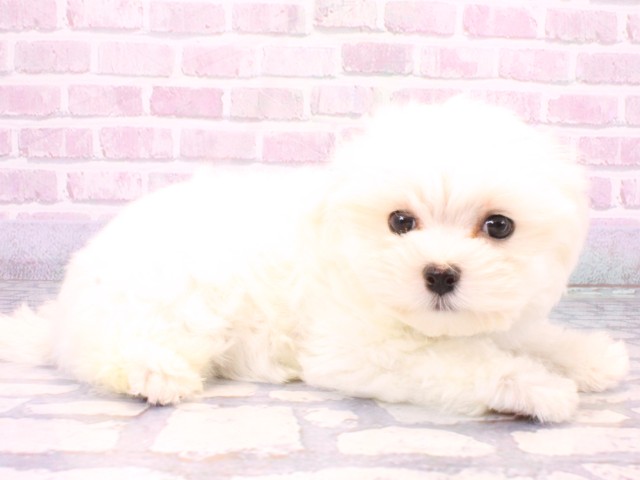 京都府のマルチーズ (Coo&RIKU舞鶴店/2025年10月18日生まれ/男の子/ホワイト)の子犬の2枚目の画像