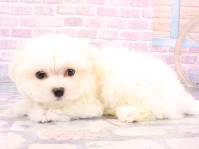 京都府のマルチーズ (Coo&RIKU舞鶴店/2025年10月18日生まれ/男の子/ホワイト)の子犬の3枚目の画像