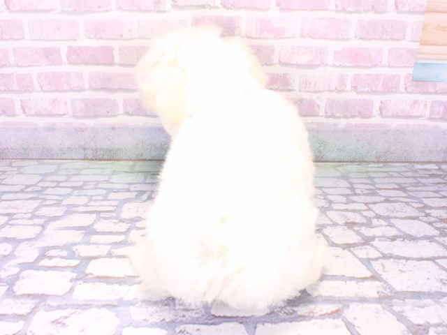 京都府のマルチーズ (Coo&RIKU舞鶴店/2025年10月18日生まれ/男の子/ホワイト)の子犬の4枚目の画像