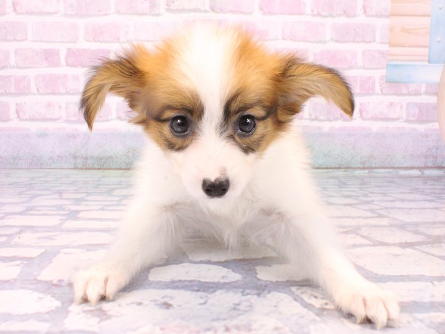 大阪府のパピヨン (Coo&RIKU枚方店/2025年10月21日生まれ/女の子/ホワイトレッド)の子犬の1枚目の画像