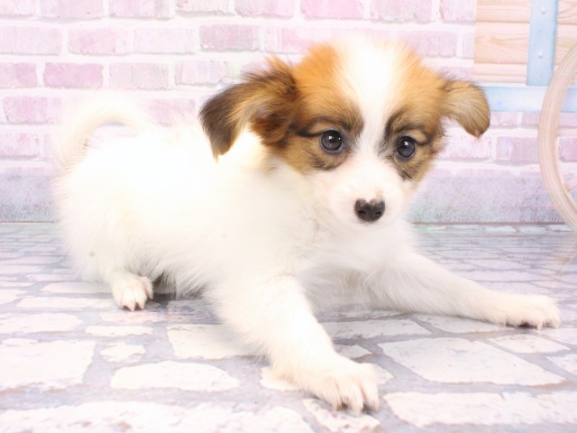 大阪府のパピヨン (Coo&RIKU枚方店/2025年10月21日生まれ/女の子/ホワイトレッド)の子犬の2枚目の画像